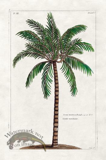 Buchoz Palm 08